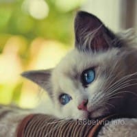 Ảnh đại diện người dùng